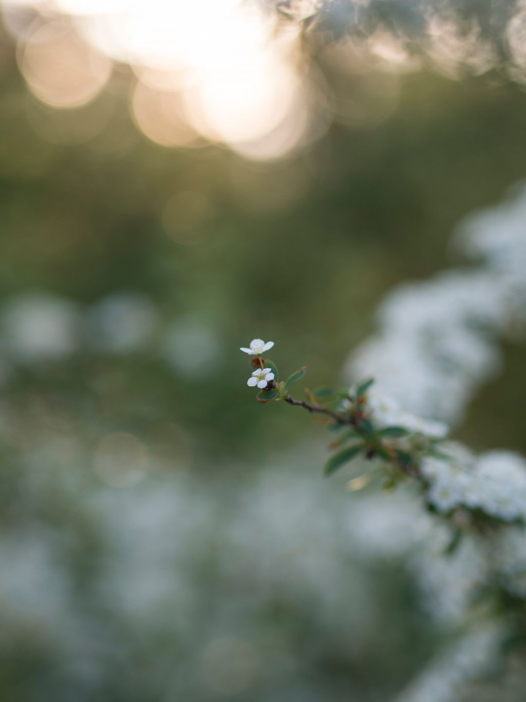 Pieni valkoinen kukka kasvaa